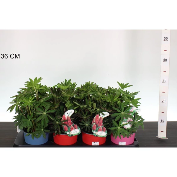 Csillagfürt LUPINUS FAJTÁK CS13