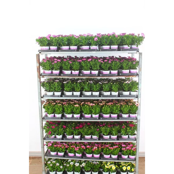Afrikai aranyvirág  OSTEOSPERMUM ECKLONIS CS10,5