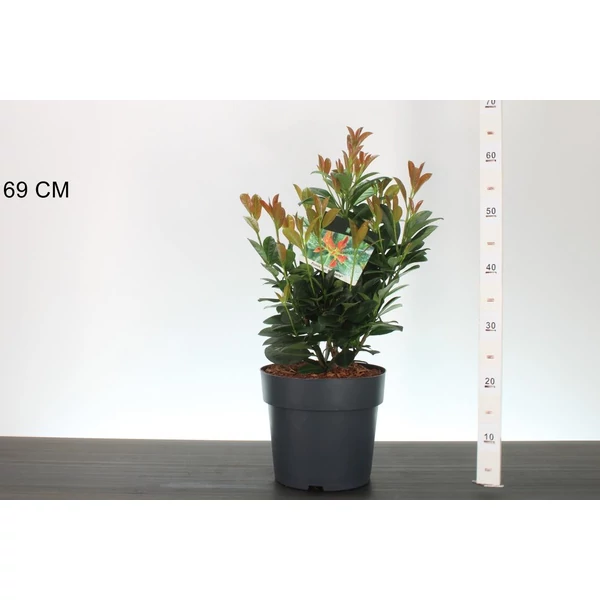 Oszlopos babérmeggy PRUNUS LAUROCERASUS BONAPARTE 40/50 K6,5