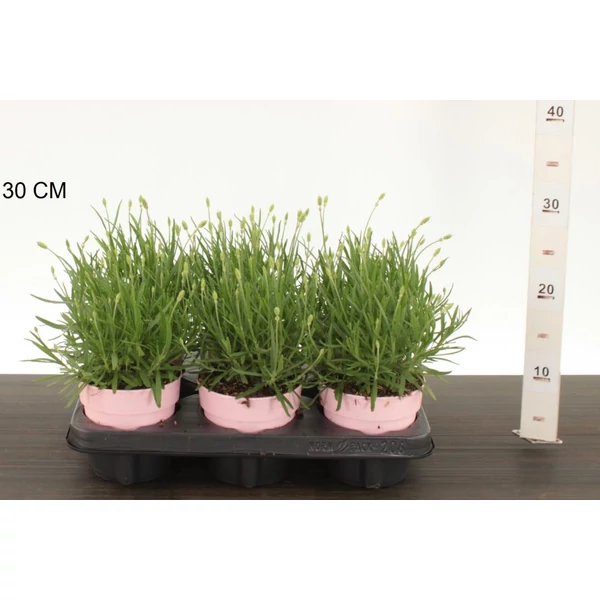 Levendula LAVANDULA ANGUSTIFOLIA 20/25 CS12