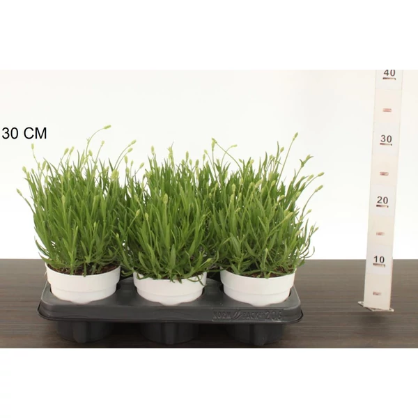 Levendula  LAVANDULA ANGUSTIFOLIA AROMANCE WHITE CS12
