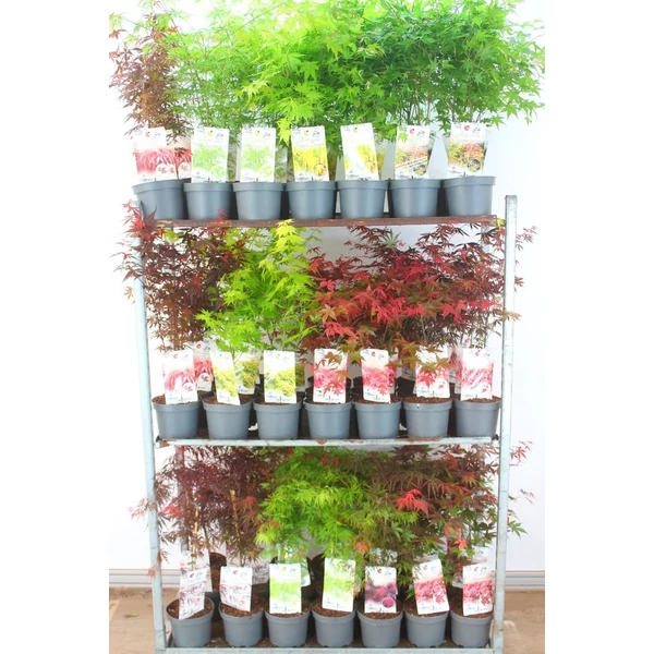 Japán juhar    ACER PALMATUM FAJTÁK 30/40 CS15