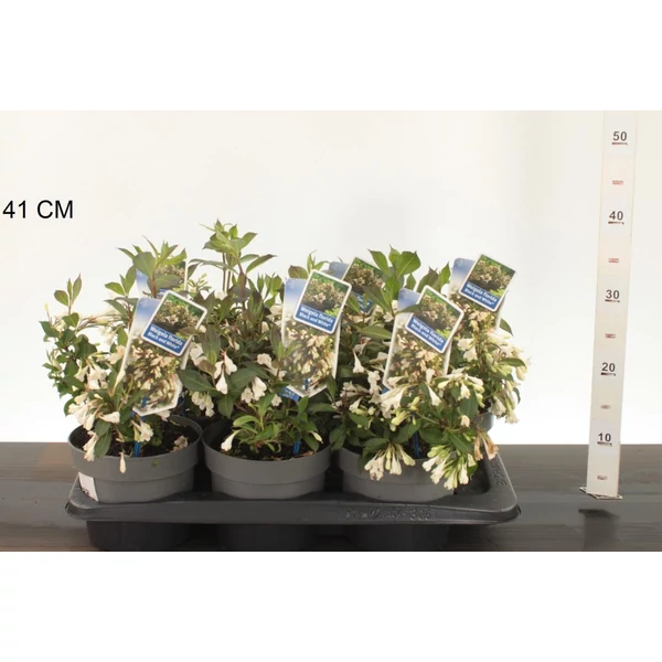 Rózsalonc    WEIGELA FLORIDA 40/+ K2