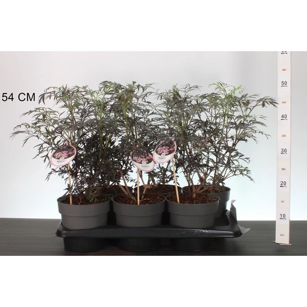 Bordó levelű bodza SAMBUCUS NIGRA BLACK LACE 25/30 CS17