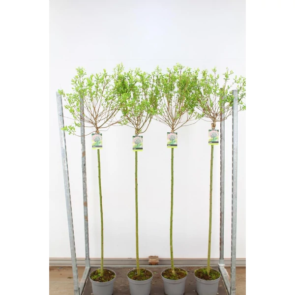 Tarkalevelű japán fűz SALIX INTEGRA HAKURO-NISHIKI T120 K5