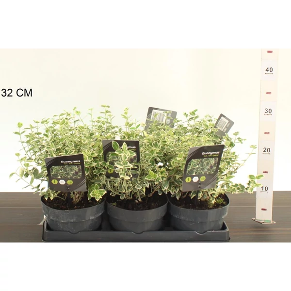 Repkény kecskerágó  EUONYMUS FORTUNEI EMERALD GAIETY 15/20 CS15