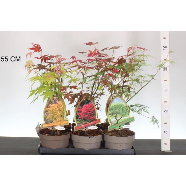 Japán juhar    ACER PALMATUM FAJTÁK 30/40 CS15