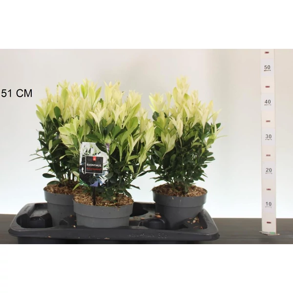 Japán kecskerágó  EUONYMUS JAPONICUS EXTRAVAGANZA 25/30CS17