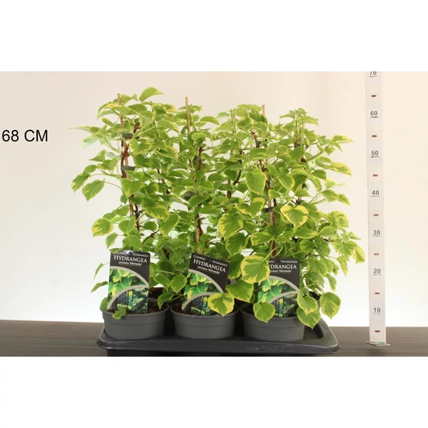 Kúszó hortenzia    HYDRANGEA ANOMALA MIRRANDA 40/50 CS17