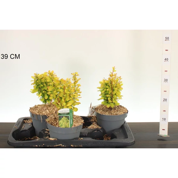 Japán vérborbolya BERBERIS THUNBERGII ADMIRATION 15/20 K2