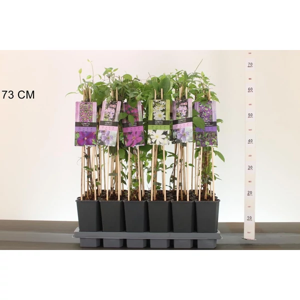 Iszalag     CLEMATIS FAJTÁK 60CM K2