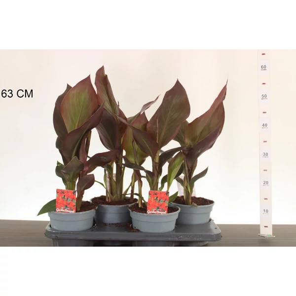 Kerti kannavirág CANNA IN CULTIVARS 50CM CS17
