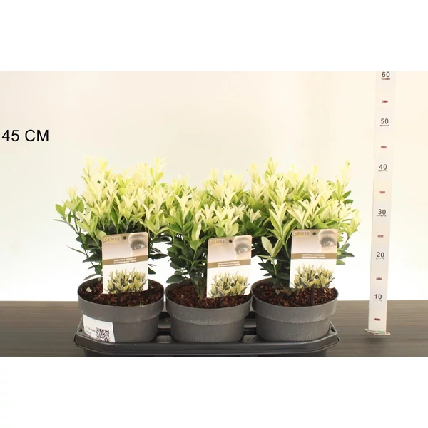 Japán kecskerágó  EUONYMUS JAPONICUS EXTRAVAGANZA 25/30CS17