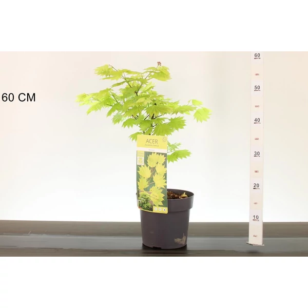 Japán juhar    ACER PALMATUM SHIRASAWANUM AUREUM 30/40 K4