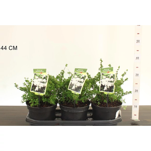 Japán gyöngyvessző SPIRAEA NIPPONICA SNOWMOUND 30/40 K3