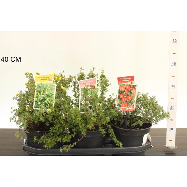 Cserjés pimpó   POTENTILLA FAJTÁK 15/25 K2