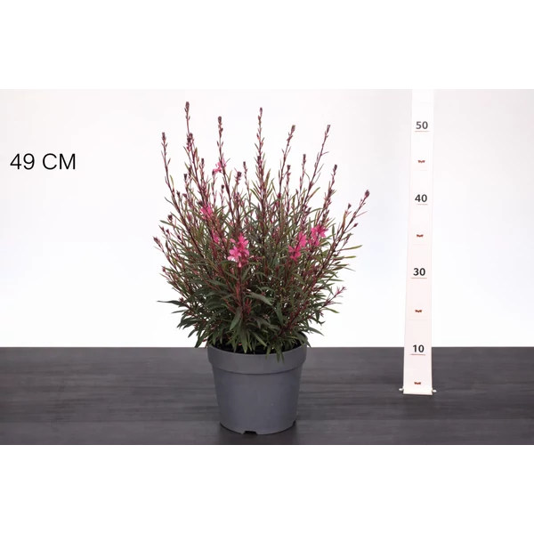 Évelő díszgyertya  GAURA LINDHEIMERI GAUDI ROSE CS13