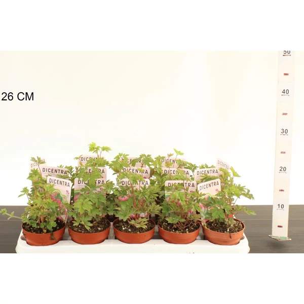 Nagy szívvirág DICENTRA SPECTABILIS CS11
