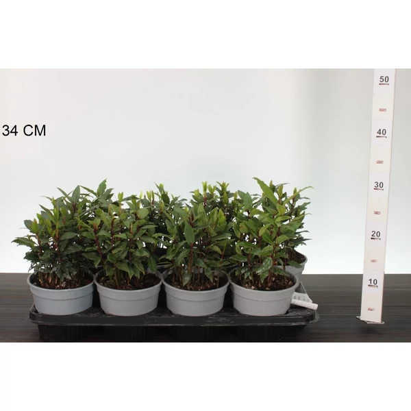 Fűszerbabér LAURUS NOBILIS cs14