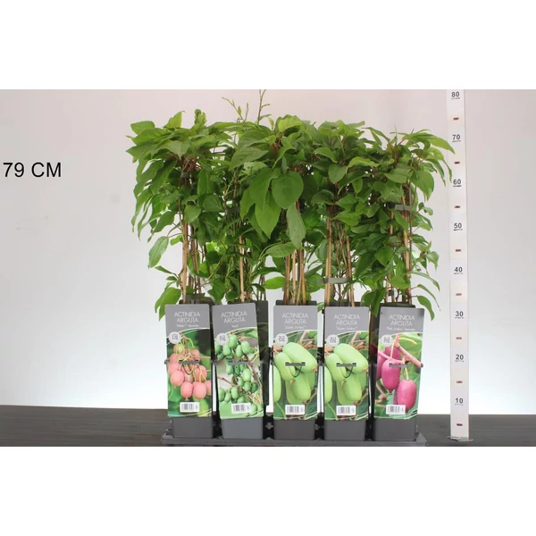 Japán kivi ACTINIDIA ARGUTA 40/60 K2