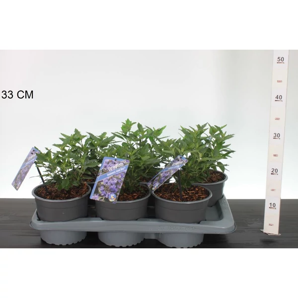 Angol kékszakáll CARYOPTERIS CLANDONENSIS GRAND BLUE 30/40 CS17