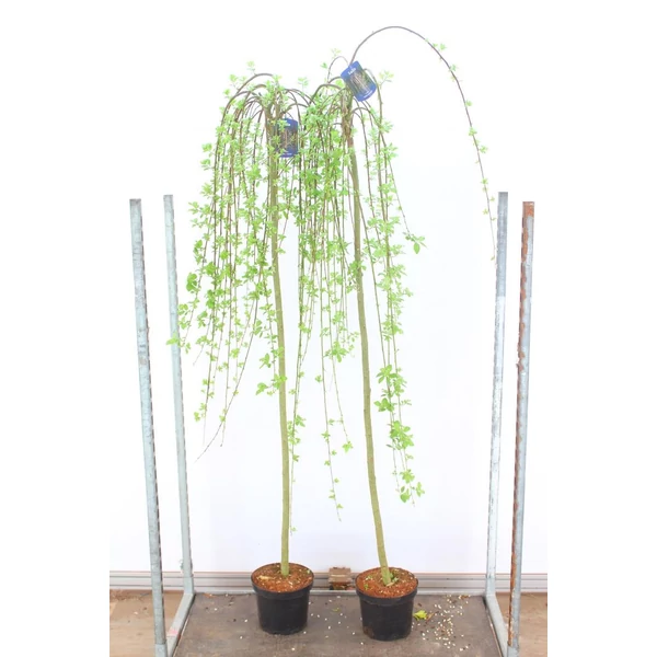 Csüngő barkafűz    SALIX CAPREA KILMARNOCK T120 K7,5