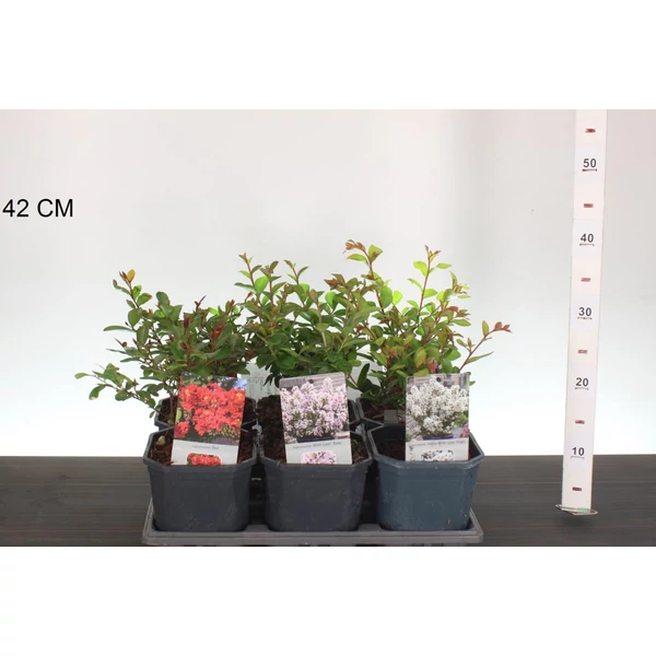 Kínai selyemmirtusz   LAGERSTROEMIA INDICA 30CM K2