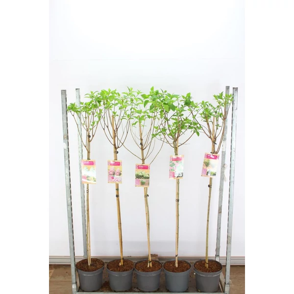 Bugás hortenzia HYDRANGEA PANICULATA FAJTÁK T100 K7,5