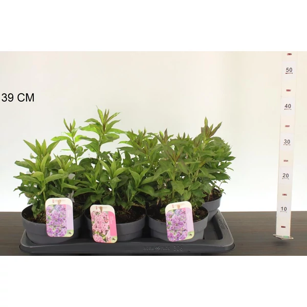Bugás lángvirág PHLOX PANICULATA CS17