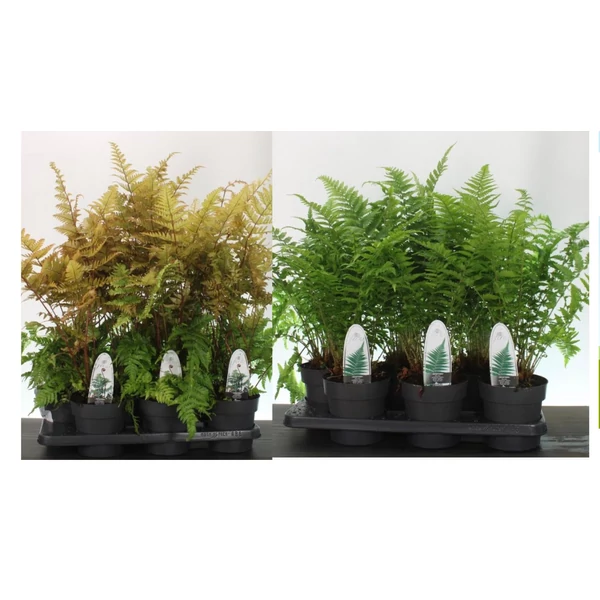  Erdei pajzsika DRYOPTERIS FAJTÁK CS23