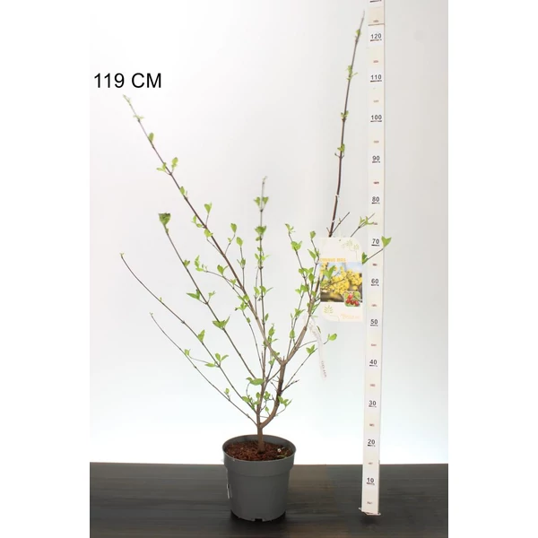 Húsos som CORNUS MAS 40/60 K3