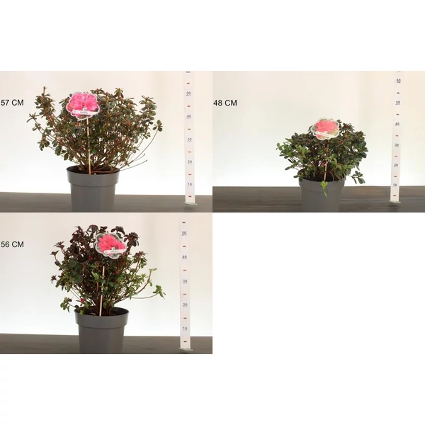 Japán azálea    AZALEA JAPONICA 30/35 K3