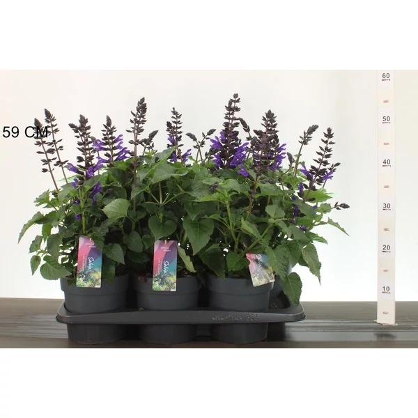 Zsálya  SALVIA SALGOON LAKE BLUEBERRY CS17