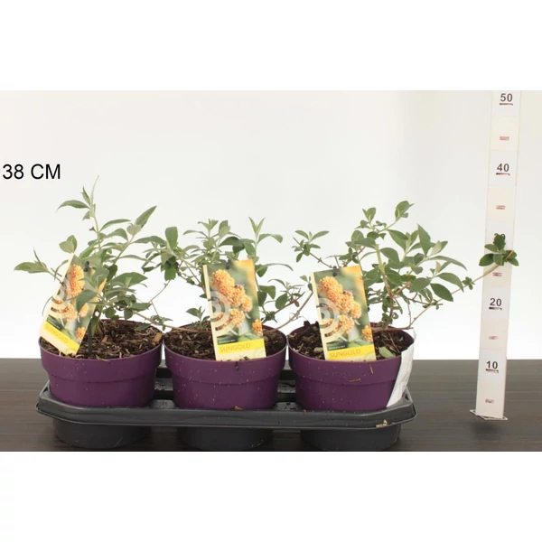 Sárga virágú nyáriorgona BUDDLEJA WEYERIANA SUNGOLD 30/40 CS19