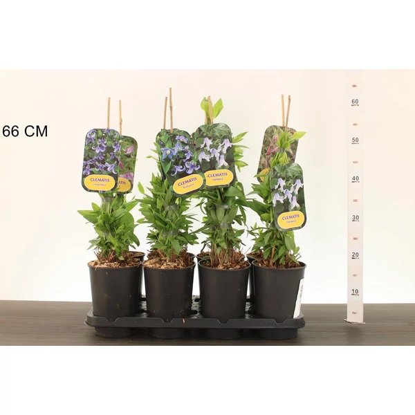 Kerti iszalag CLEMATIS FAJTÁK 60CM K2