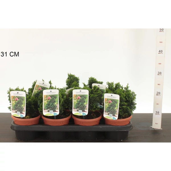 Hinoki hamisciprus CHAMAECYPARIS OBTUSA NANA GRACILIS CS13