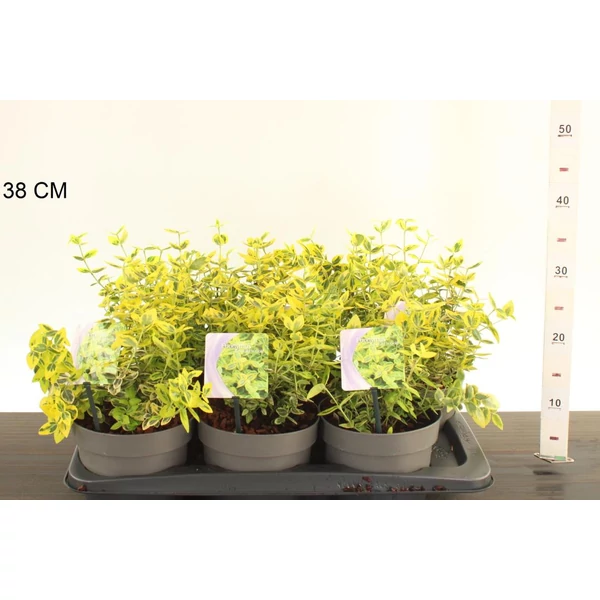 Repkény kecskerágó  EUONYMUS FORTUNEI EMERALD'N GOLD 15/20 CS15