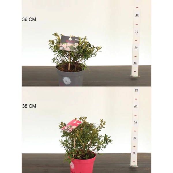 Gyöngyvirágcserje    DEUTZIA GRACILIS 40/50 K4,6