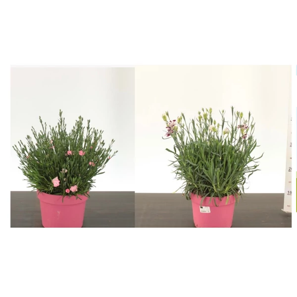Évelő szegfű DIANTHUS MIX CS19