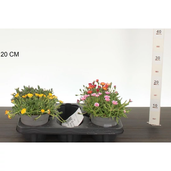 Kristályvirág   DELOSPERMA COOPERI CS12