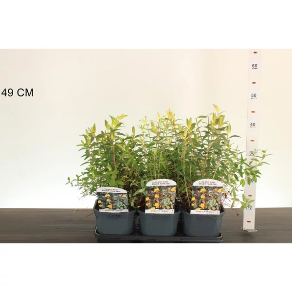 Kisvirágú orbáncfű   HYPERICUM MOSERIANUM K5