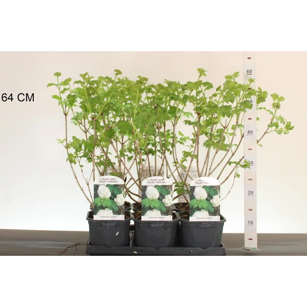 Labdarózsa    VIBURNUM OPULUS ROSEUM 20/+ K2
