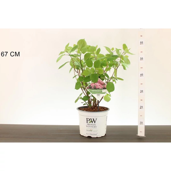 Cserjés hortenzia   HYDRANGEA ARBORESCENS RUBY ANNABELLE 30/35 K3