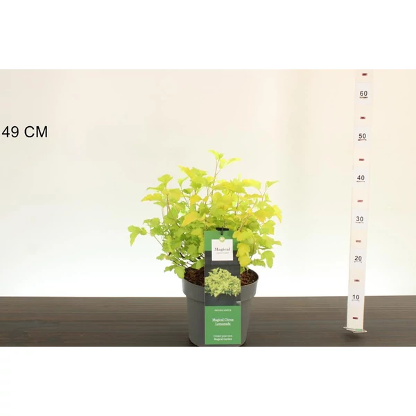 Hólyagvessző     PHYSOCARPUS OPULIFOLIUS FAJTÁK 40/+ K2