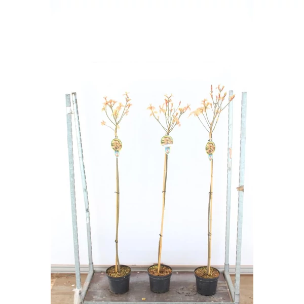 Hegyi juhar   ACER PSEUDOPLATANUS BRILLIANTISSIMUM T80 K5