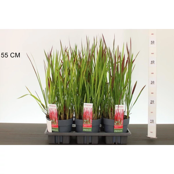 Vöröslevelű alangfű IMPERATA CYLINDRICA RED BARON CS14
