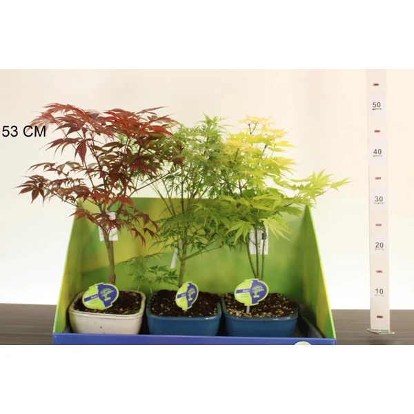 Japán juhar    ACER PALMATUM FAJTÁK 30/40 CS15