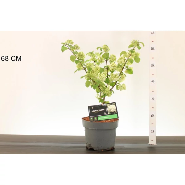 Redős bangita VIBURNUM PLICATUM MARIESII 40/60 K5
