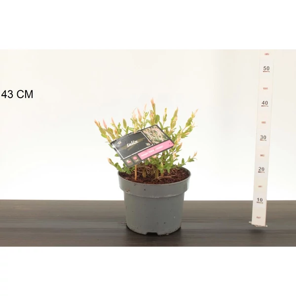 Tarkalevelű japán fűz SALIX INTEGRA HAKURO-NISHIKI 40/50 K2