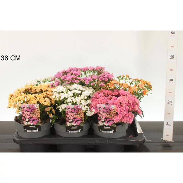 Változékony dohánygyökér LEWISIA COTYLEDON MOUNTAIN DREAMS 35/+ CS17